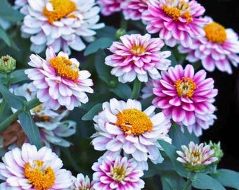 100 Zahara Double Raspberry Ripple Zinnia Seeds for Garden Planting Zinnia marylandica Flower