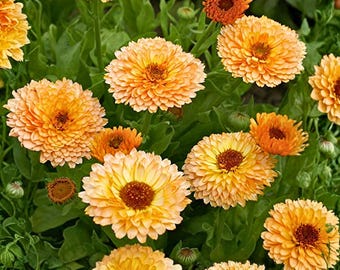 25 Pink Surprise Marigold Seeds for Garden Planting Tagetes Flower Seeds Easy Grow