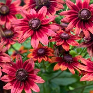 May include: Close-up of a cluster of vibrant red and orange Black-Eyed Susan flowers. The petals are a deep red with orange tips, surrounding a dark brown center. Green foliage provides a natural backdrop.