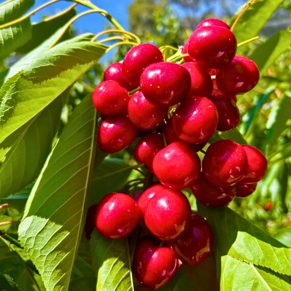 30 Sweet Cherry Seeds | Delicious Red Cherries | Backyard Orchard Fruit Tree Seeds | Non-GMO
