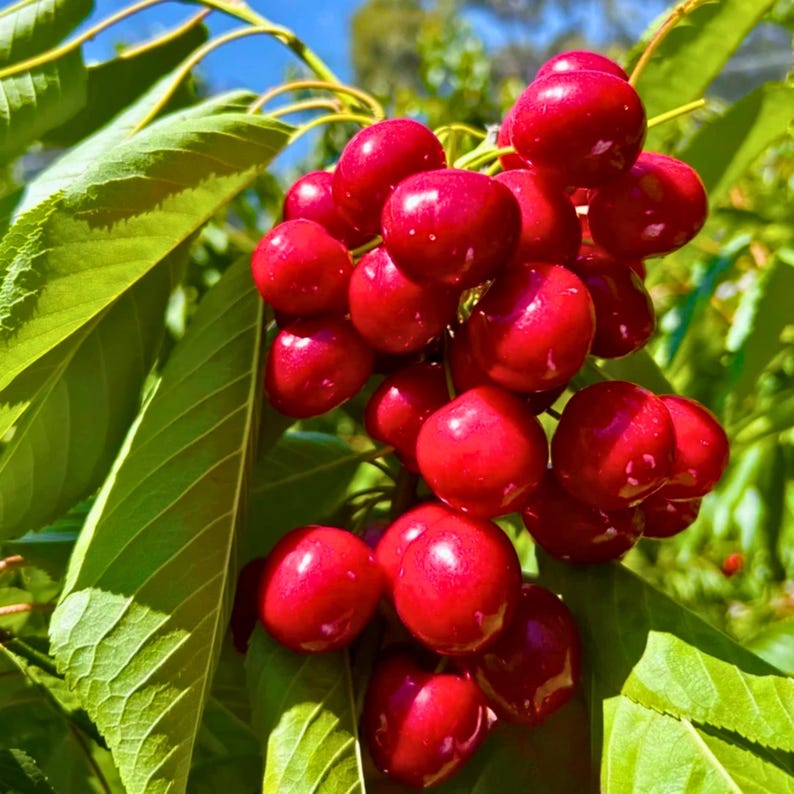 May include: A cluster of ripe, red cherries on a branch with green leaves. The cherries are glossy and appear juicy, with a vibrant color. The leaves are a deep green, creating a natural backdrop.