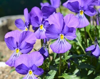 200 Corsican Violet Pansy Seeds for Garden Planting Viola Flower Deep Violet Season Blooms