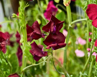 50 Monty Don Sweet Pea Seeds for Garden Planting Lathyrus odoratus Mauve Lavender