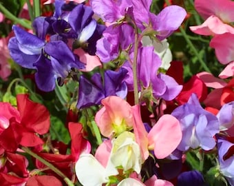 50 Incense Mix Sweet Pea Seeds for Garden Planting Vintage Color Flowering Vine