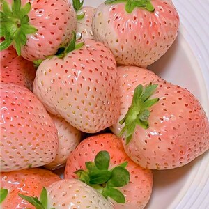 May include: Close-up of several white strawberries with a pink blush and green leafy tops. The strawberries are clustered together, showing their textured surfaces and small seeds. The image is well-lit, highlighting the fruit's unique color.