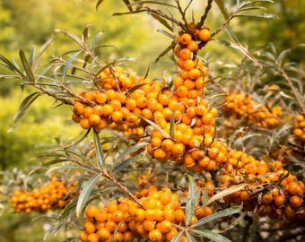 50 Sea Buckthorn Seeds Seaberry Hippophae rhamnoides Hardy Berry Shrub Seeds for Garden Planting