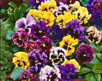 200 Rococo Mix Pansy Seeds for Garden Planting Ruffled Antique Blooms Viola wittrockiana