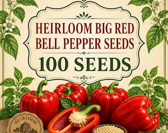 Semillas de pimiento morrón grande rojo de variedad antigua, 100 unidades, pimientos dulces grandes