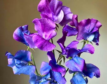50 semi di pisello odoroso Blue Shift per la semina in giardino Lathyrus odoratus, colore blu-viola cangiante