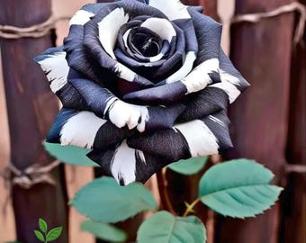 20 seltene schwarz weiße Rose Samen | Einzigartige Bi-Color Blooms Non-GMO | Garten Terrasse Blumensamen