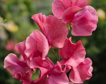 50 MM Sweet Pea Seeds for Garden Planting Lathyrus odoratus Classic Climbing Flower