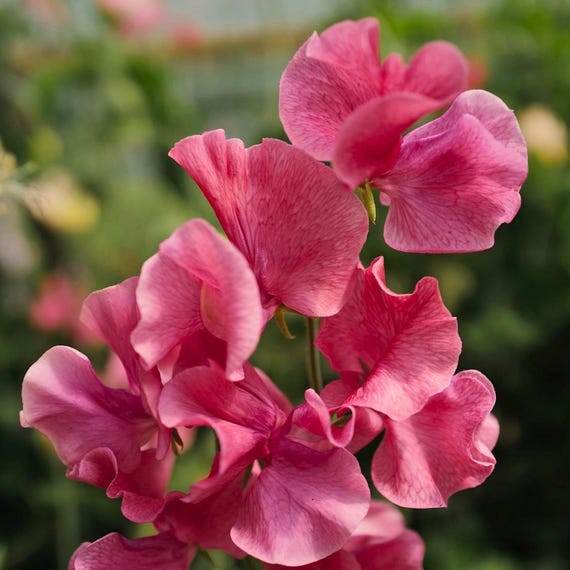 50 MM Sweet Pea Seeds for Garden Planting Lathyrus odoratus Classic Climbing Flower