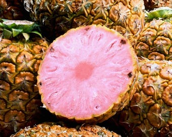 15 Pinkglow Pineapple Seeds Ornamental Tropical Fruit Plant Exotic Garden & Container Growing Seeds