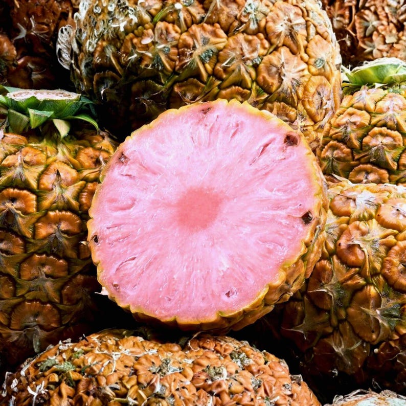 Puede incluir: Primer plano de una pi&ntilde;a rosa cortada por la mitad, rodeada de varias pi&ntilde;as enteras. La pulpa rosa de la pi&ntilde;a es visible, con un centro rosa m&aacute;s claro. La piel exterior de las pi&ntilde;as es una mezcla de marr&oacute;n y amarillo.