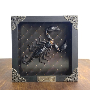 Preserved Real Scorpion in Framed Display Case – Taxidermy Insect Specimen, Entomology Wall Art, Gothic Curiosity Home Décor