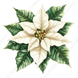 May include: Watercolor illustration of a poinsettia flower. The flower has creamy white bracts and dark green leaves. The center of the flower is a cluster of small, yellow-green buds. The image is set against a white background.