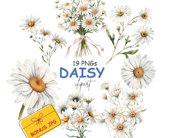 Daisy Clipart Watercolor, White Daisy Graphics, Floral Botanical Illustration, Wedding Flowers, Spring Flower Clipart - 19 PNGs