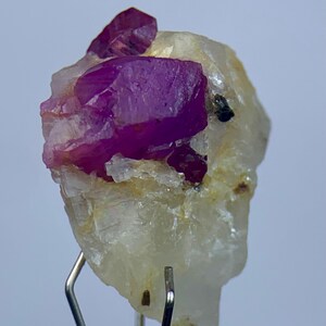 Op de afbeelding: Close-up van een ruw robijn exemplaar. De diepe magenta kristallen zijn ingebed in een matrix van gebroken wit en bruinachtige mineralen. De robijnkristallen hebben een ruwe, natuurlijke textuur en de matrix heeft een kristallijn uiterlijk. Een metalen pincet houdt het exemplaar vast.