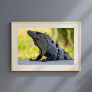 Iguana Close-Up Wildlife Print (Digital) – Reptile Wall Art, Nature Animal Photography, Tropical Lizard, Bold Jungle Décor, Herpetology Gift