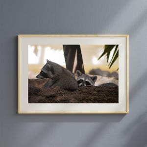 Raccoon Duo Photography Print – Wildlife Wall Art, Nature Animal Décor, Rustic Forest Creature Photo