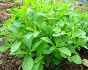 Live Stevia Herb Plant – 1 Pot – Sweet Culinary Herb for Gardens & Containers