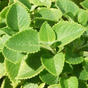 May include: Close-up of green leaves with serrated edges. The leaves are a vibrant green color, with some lighter green and yellow hues. The image shows a dense cluster of leaves, suggesting a plant or herb.