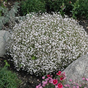 May include: A dense, rounded mound of baby's breath plant featuring numerous tiny white flowers. The plant is situated in a garden setting surrounded by large, smooth grey rocks and smaller patches of green foliage with small pink blossoms.