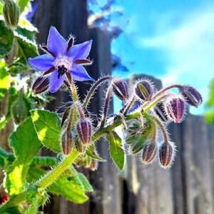 May include: A borage plant featuring a single star-shaped blue flower with dark purple centers and prominent stamens, surrounded by numerous fuzzy, unopened purple buds on a hairy green stem with bright green leaves and a textured surface.
