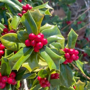 May include: A holly plant featuring glossy, dark green, spiky leaves and clusters of vibrant, round, bright red berries. The foliage is dense and textured, with the berries growing in tight bunches nestled among the sharp-edged leaves.
