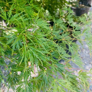 May include: A Japanese maple plant featuring delicate, deeply lobed, bright green leaves with thin, reddish-brown stems. The foliage is dense and lace-like, spreading outward in a layered pattern, showcasing the intricate texture of the plant.