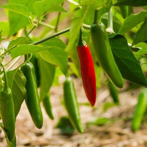 May include: Close-up of a chili pepper plant with green leaves and several green and red chili peppers. One vibrant red pepper hangs prominently among the green ones. The peppers are elongated and smooth, with a glossy appearance.