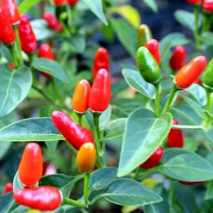 May include: Close-up of a chili pepper plant with vibrant red, orange, and green peppers. The peppers are small and conical, growing among green leaves. The image showcases the plant's natural colors and textures.