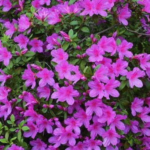 May include: A dense cluster of vibrant magenta azalea flowers in full bloom, featuring five-petaled blossoms with prominent stamens. The flowers are interspersed with small, oval-shaped dark green leaves on thin, woody stems throughout the shrub.