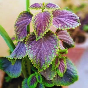 May include: Close-up of a coleus plant with vibrant purple leaves edged in bright green. The leaves have a textured appearance and are arranged around a central stem. The plant is in focus against a blurred background.