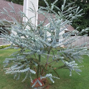 May include: A large eucalyptus tree featuring numerous slender branches covered in small, rounded, silvery-blue leaves. The tree has a visible brown trunk and stems, with a dense, spreading canopy that creates a wide, textured silhouette.
