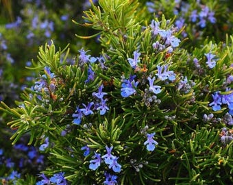 Live Upright Rosemary Plant – 1 Pot (2PCS), 6-8 Inches Tall – Hardy Culinary Herb for Containers, Gardens & Aromatic Use