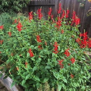 May include: A vibrant bush of red salvia flowers in full bloom. The tall, slender flower spikes are a bright red, contrasting with the green foliage. The plant is in a garden setting, with a wooden fence in the background.