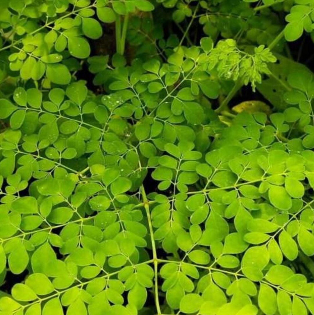 Container Moringa Tree Live Moringa Oleifera Plant β 1 Pot (2PCS) β Fast-growing Edible Tree ...