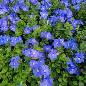 May include: A dense cluster of small, five-petaled blue flowers with white centers, interspersed among numerous rounded, vibrant green leaves. The blossoms are spread across the frame, creating a continuous carpet of blue and green foliage.
