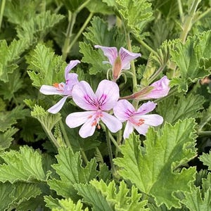 May include: Close-up of a flowering plant with delicate, pale pink flowers. The petals have darker pink veins and orange stamens. The flowers are surrounded by vibrant green, textured leaves, creating a natural, botanical scene.