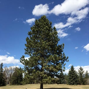 May include: A tall, mature pine tree with dense, dark green needles stands prominently in a grassy field under a bright blue sky with scattered white clouds. Smaller evergreen trees are visible in the background on a clear, sunny day.