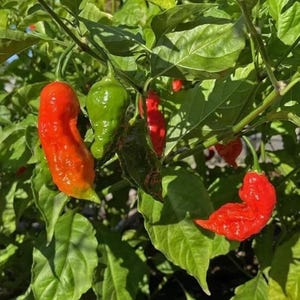 May include: Close-up of a chili pepper plant with vibrant red and green peppers. The peppers are in various stages of ripeness, with some still green and others a deep red. The plant has lush green leaves and is in natural sunlight.