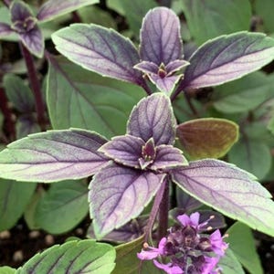 May include: Close-up of purple basil plant with green-edged leaves. The leaves are a deep purple color with visible veins. Small purple flowers are visible at the base of the plant. The plant is surrounded by other green plants.