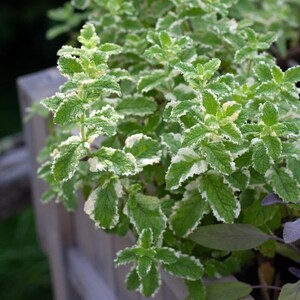 May include: Close-up of a vibrant green and white variegated mint plant. The leaves have a distinctive, ruffled edge with a creamy white border. The plant is lush and healthy, with multiple stems and leaves. The image is well-lit, highlighting the plant's texture.