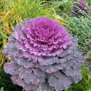 Live Ornamental Cabbages Plant – 1 Pot– Vibrant Red Decorative Plants for Gardens & Containers