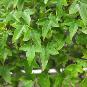 May include: A dense cluster of vibrant green leaves from a trident maple tree. The foliage features the characteristic three-lobed shape with pointed tips and smooth edges, arranged on thin, delicate brown stems throughout the frame.
