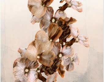 Può includere: Primo piano di una composizione floreale con fiori marroni e crema. I fiori hanno petali stratificati e sono attaccati a uno stelo marrone scuro. Lo sfondo è una superficie neutra e strutturata.