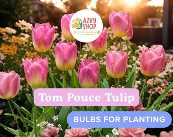 Tom Pouce Tulip Bulbs for Planting – 10 Pink Tulip Bulbs, Spring Flowering Garden Bulbs for Pots & Outdoor Gardens