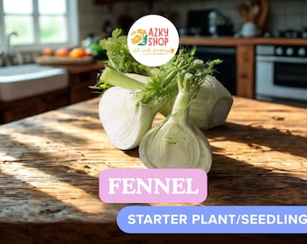 Fennel Live Plant – 3-6 Inch Seedling Plug Foeniculum vulgare Culinary Herb Vegetable Plant for Garden