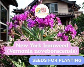 New York Ironweed Seeds – 50 Vernonia noveboracensis Native Perennial Wildflower Seeds for Planting